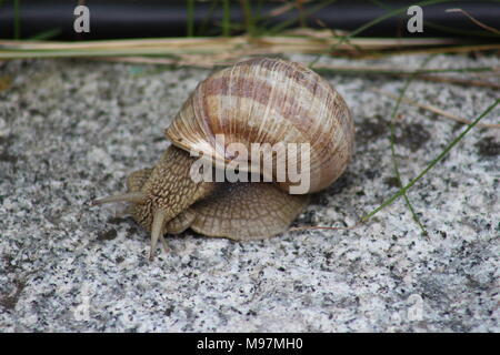 Common garden snail on a rock Stock Photo