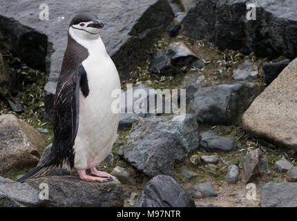 A Chinstrap Penguin (Pygoscelis antarcticus) standing on a rocky shoreline in Antarctica Stock Photo