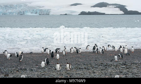 A Gentoo Penguin (Pygoscelis papua)  colony on a rocky shoreline in Antarctica Stock Photo