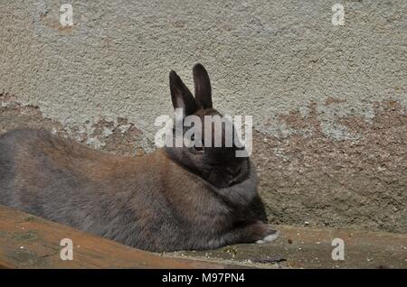 small brown rabbit relaxing in the sun Stock Photo