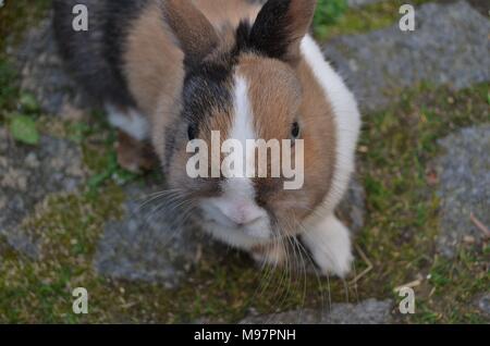 small rabbit with colorful fur Stock Photo