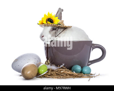 Cute white with grey rabbit sitting in ceremic cup with colorful easter eggs and wearing hat with sunflowers isolated on white background Stock Photo