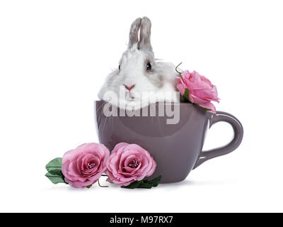 Cute white with grey rabbit sitting in ceremic cup with romantic pink roses isolated on white background Stock Photo
