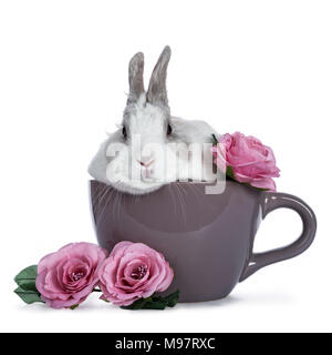 Cute white with grey rabbit sitting in ceremic cup with romantic pink roses isolated on white background Stock Photo