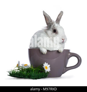 Cute white with grey rabbit sitting in ceremic cup with plastic grass and daisy's isolated on white background Stock Photo