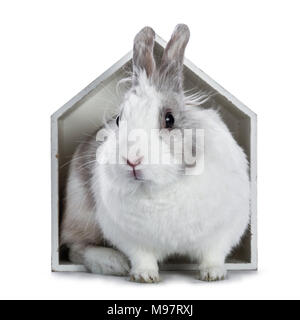 Cute white with grey rabbit sitting in white wooden house isolated on white background Stock Photo