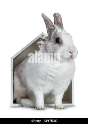 Cute white with grey rabbit standing in white wooden house isolated on white background Stock Photo