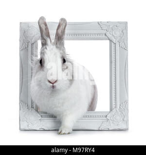 Cute white with grey rabbit posing in white photo frame isolated on white background Stock Photo