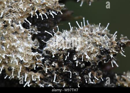 Mycoparasitism, Polycephalomyces,tomentosum   growing on slime mold (Trichia sp) Stock Photo