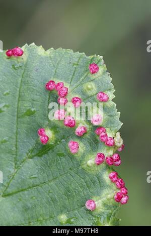 A mite, Eriophyes inangulis, forming angle galls on alder veins Stock Photo