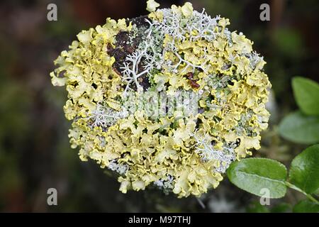 Powdered sunshine lichen, Vulpicida pinastri Stock Photo