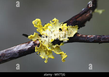 Powdered sunshine lichen, Vulpicida pinastri Stock Photo