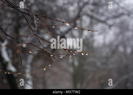Water drops on a tree branch Stock Photo