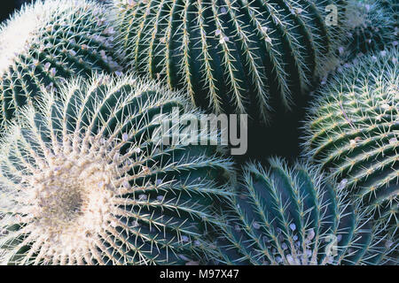 Echinocactus grusonii, popularly known as the golden barrel cactus, golden ball or, amusingly, mother-in-law's cushion, is a well known species of cac Stock Photo