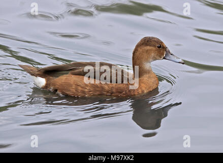 Redhead Duck (aythya Americana) female Stock Photo