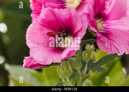 Megascolia maculata, Mammoth wasp feeding on a Pink Alcea  Hollyhocks Flower Stock Photo