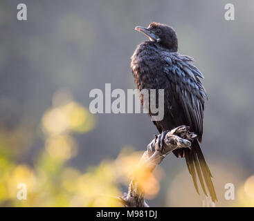 little cormorant Stock Photo