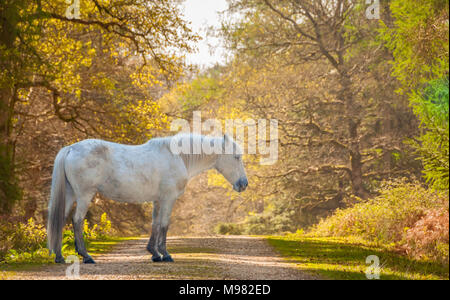 The New Forest pony is one of the recognised mountain and moorland or native pony breeds of the British Isles. Stock Photo