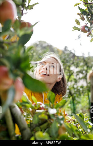 Young woman picking apple from tree in orchard Stock Photo