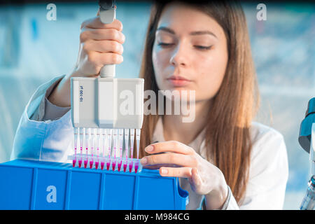 student woman with multi pipette and other PCR items in microbiological / genetic laboratory Stock Photo