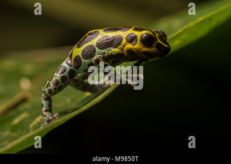 Splash back poison frog (Ranitomeya variabilis) a gorgeous species of Poison frog from the wet rainforests of Peru, Ecuador, & Colombia.