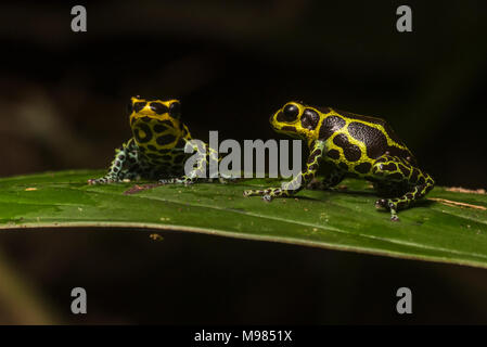 Ranitomeya imitator is the only frog known to be genetically monogamous. It is also a mullerian mimic of R. variabilis, a sympatric poison frog specie. Stock Photo