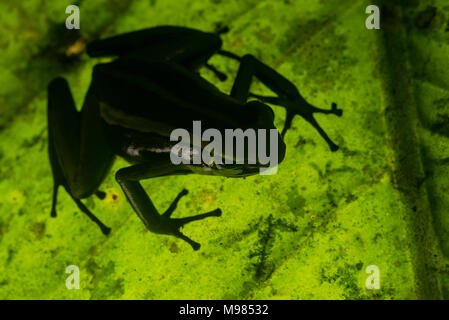 Three-striped poison frog (Ameerega trivittata) sleeping on a leaf with light coming from below creating a silhouette of the frog. Stock Photo