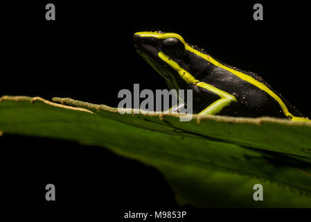 Three-striped poison frog (Ameerega trivittata) a large and toxic poison frog spends the night ontop of a lea in the Peruvian jungle. Stock Photo