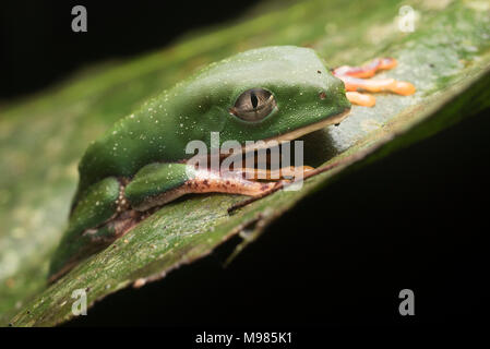 A tiger leg leaf frog  (Phyllomedusa tomopterna) flattens down and closes its eyes in an attempt to hide, instead it gives itself a drowsy appearance. Stock Photo