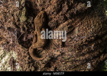 A southern turnip tailed gecko (Thecadactylus solimoensis) conceals itself in plain sight by hiding on the bark of a tree. Stock Photo