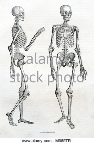 Human Skeleton illustration from c1800s Stock Photo