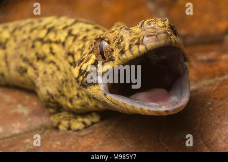 A angry Southern turnip tailed gecko (Thecadactylus solimoensis) from Peru. Stock Photo