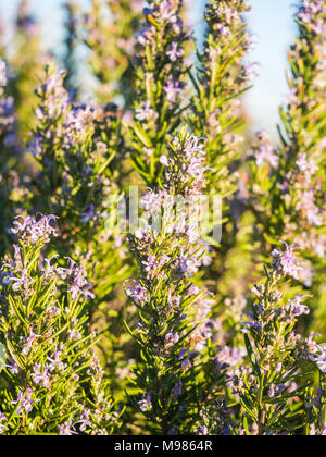 Flowering rosemary plant (rosmarinus officinalis) in Esporao, Portugal, at sunset Stock Photo