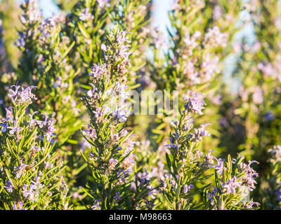 Flowering rosemary plant (rosmarinus officinalis) in Esporao, Portugal, at sunset Stock Photo