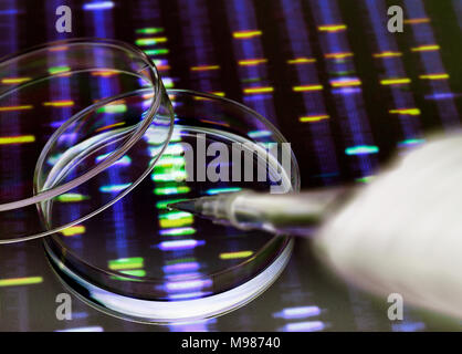 Sample of DNA being pipetted into a petri dish over genetic results Stock Photo
