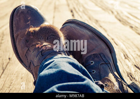 Mouse on shoe of a man sitting on ground Stock Photo