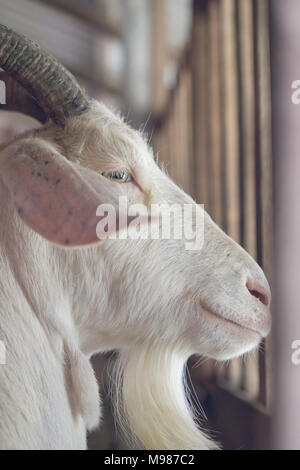 Portrait of white billy goat in stable Stock Photo