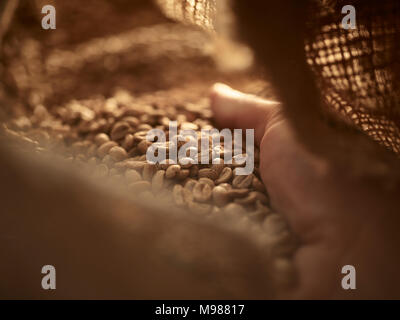 Man's hand checking green coffee in gunny bag, close-up Stock Photo