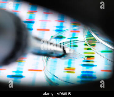 Sample of DNA being pipetted into a petri dish over genetic results Stock Photo