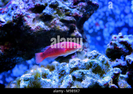 Adornatus Fairy Wrasse - Female (Cirrhilabrus adornatus) Stock Photo