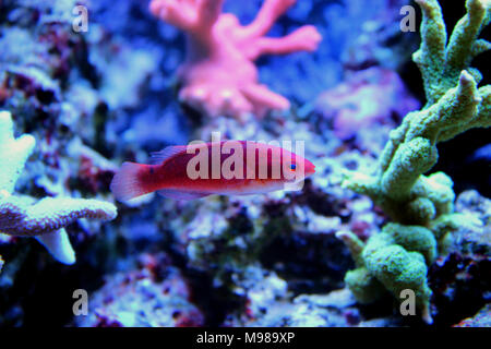 Adornatus Fairy Wrasse - Female (Cirrhilabrus adornatus) Stock Photo