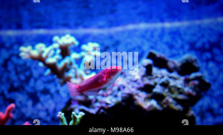 Adornatus Fairy Wrasse - Female (Cirrhilabrus adornatus) Stock Photo