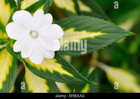 Impatiens spreading white (busy lizzy) closeup Stock Photo