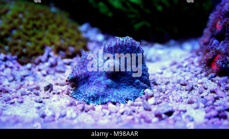 Ricordea Yuma isolated coral on frag plug Stock Photo