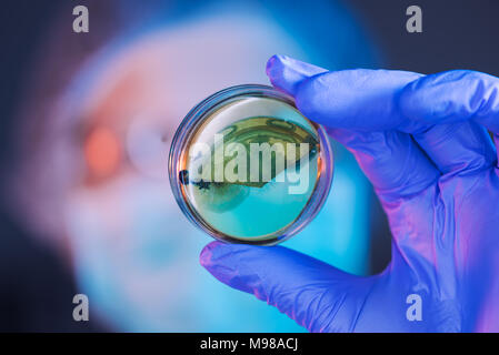 Female scientist analyzing growing bacterial cultures in petri dish in laboratory, science and microbiology background Stock Photo