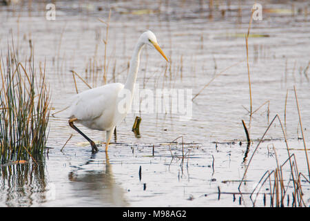 Great White Egret - Ardea alba, photographed at Leighton Moss RSPB nature reserve in Lancashire. Fantastic to see this bird colonize NW England Stock Photo