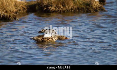 photo of a female Shoveler duck stretching her wings. Stock Photo