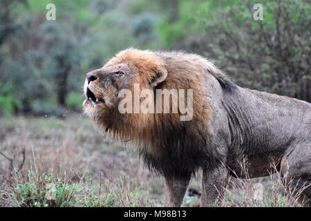 Angry wet male lion roaring in the rain. Stock Photo