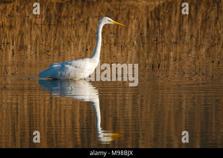 Great White Egret - Ardea alba photographed in the sunshine at Leighton Moss RSPB reserve in Lancashire, wading in a lagoon in front of a reed bed Stock Photo