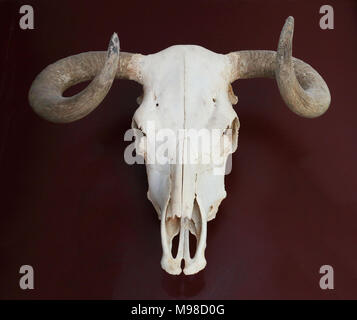 Bull skull hanging on the wall Stock Photo